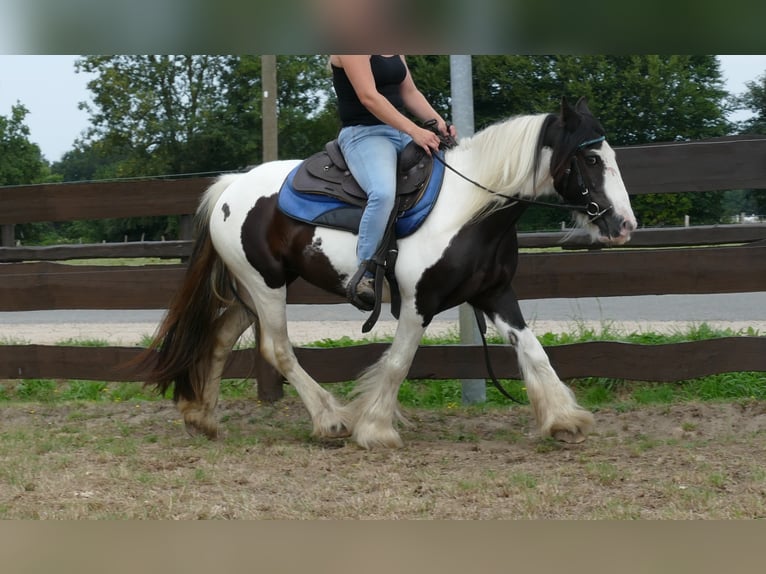 Cob Irlandese / Tinker / Gypsy Vanner Giumenta 9 Anni 141 cm Pezzato in Lathen