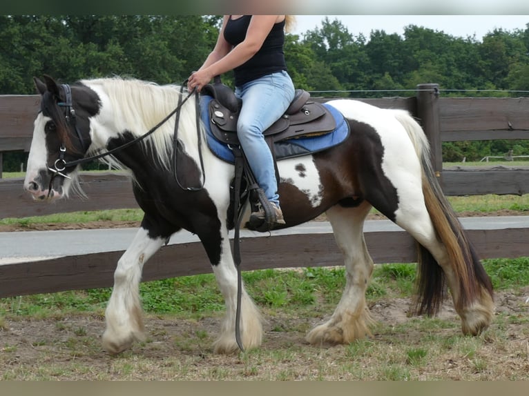 Cob Irlandese / Tinker / Gypsy Vanner Giumenta 9 Anni 141 cm Pezzato in Lathen