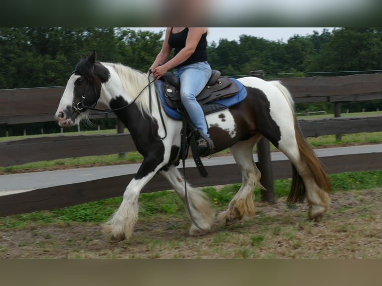 Cob Irlandese / Tinker / Gypsy Vanner Giumenta 9 Anni 141 cm Pezzato in Lathen