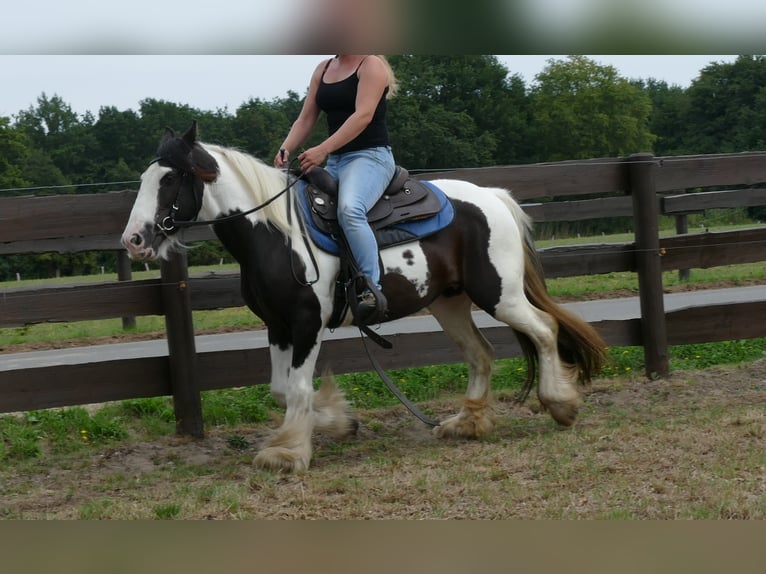 Cob Irlandese / Tinker / Gypsy Vanner Giumenta 9 Anni 141 cm Pezzato in Lathen