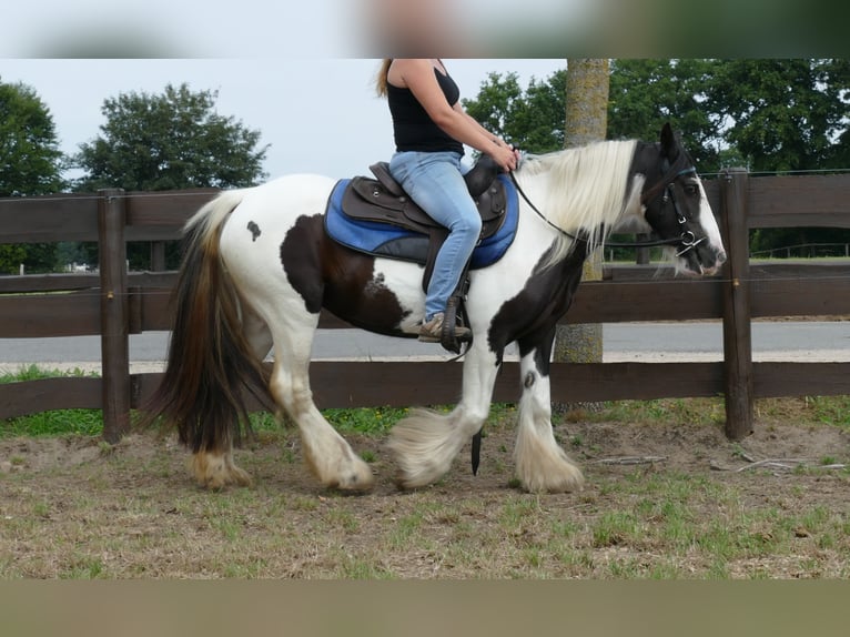 Cob Irlandese / Tinker / Gypsy Vanner Giumenta 9 Anni 141 cm Pezzato in Lathen