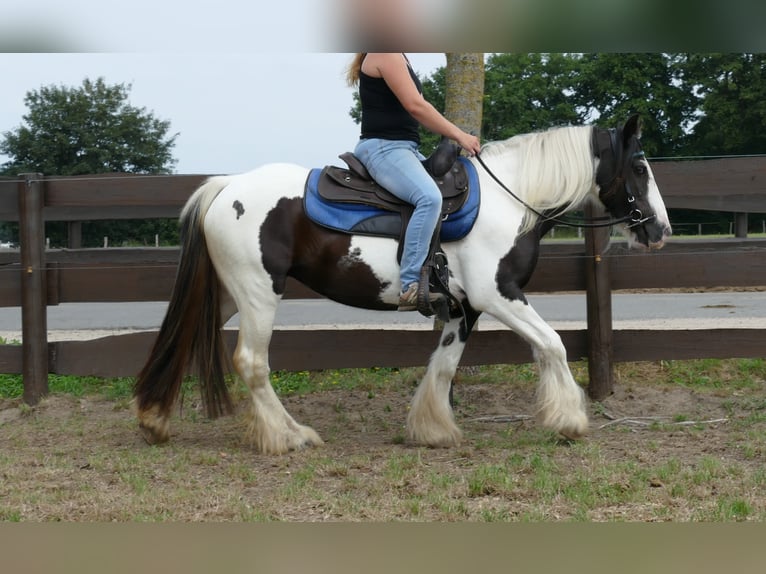 Cob Irlandese / Tinker / Gypsy Vanner Giumenta 9 Anni 141 cm Pezzato in Lathen