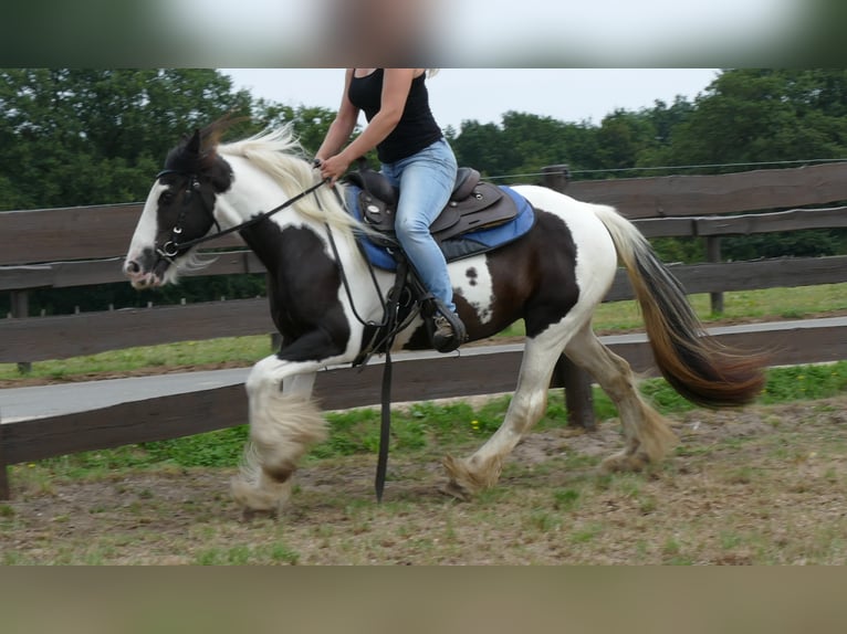 Cob Irlandese / Tinker / Gypsy Vanner Giumenta 9 Anni 141 cm Pezzato in Lathen