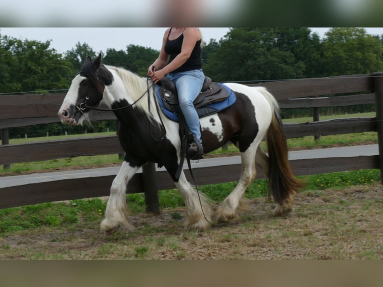 Cob Irlandese / Tinker / Gypsy Vanner Giumenta 9 Anni 141 cm Pezzato in Lathen