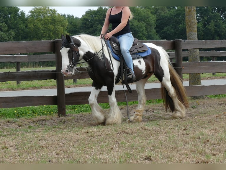 Cob Irlandese / Tinker / Gypsy Vanner Giumenta 9 Anni 141 cm Pezzato in Lathen