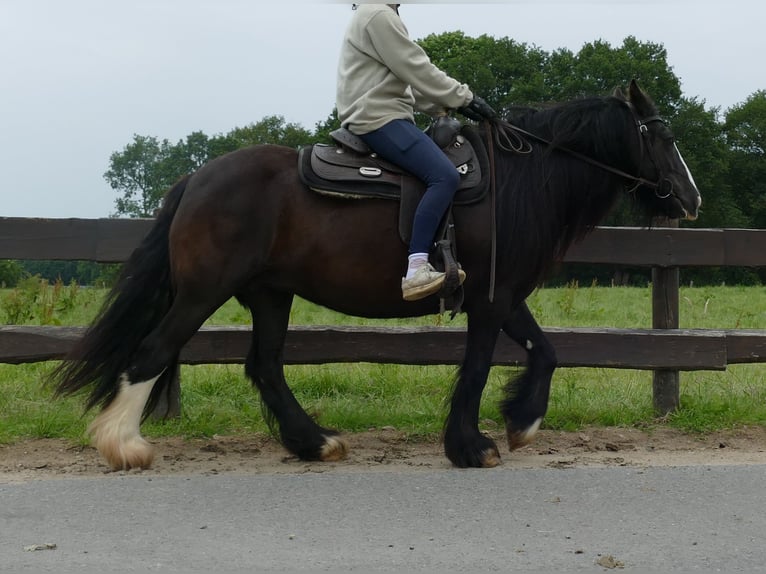 Cob Irlandese / Tinker / Gypsy Vanner Giumenta 9 Anni 143 cm Morello in Lathen