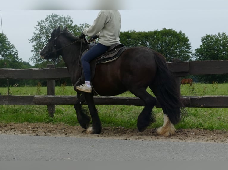 Cob Irlandese / Tinker / Gypsy Vanner Giumenta 9 Anni 143 cm Morello in Lathen