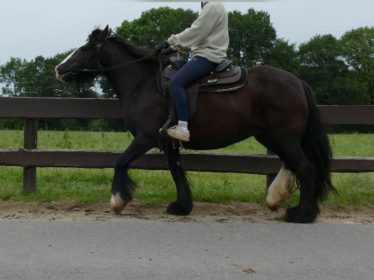 Cob Irlandese / Tinker / Gypsy Vanner Giumenta 9 Anni 143 cm Morello in Lathen