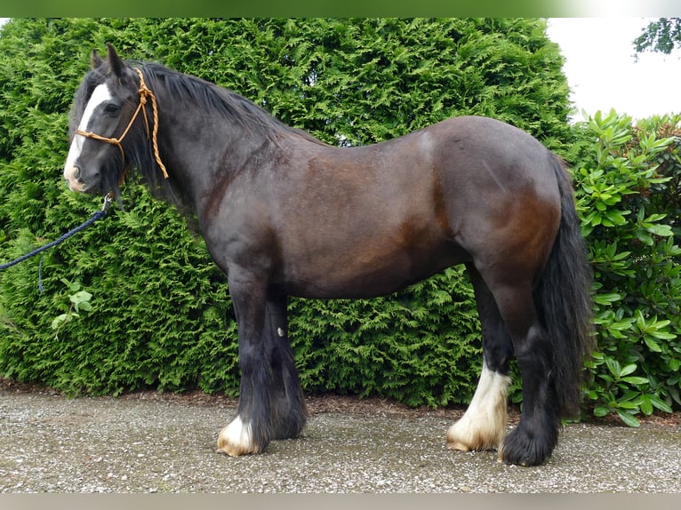 Cob Irlandese / Tinker / Gypsy Vanner Giumenta 9 Anni 143 cm Morello in Lathen