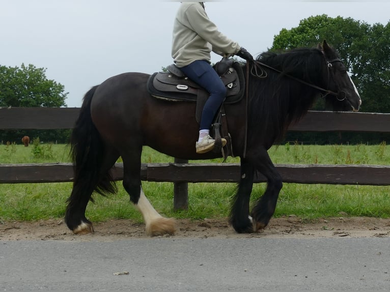 Cob Irlandese / Tinker / Gypsy Vanner Giumenta 9 Anni 143 cm Morello in Lathen