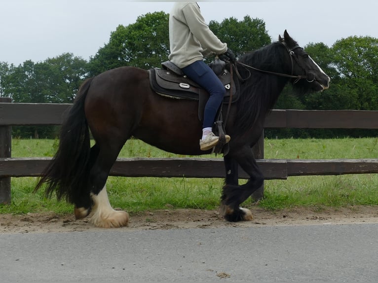 Cob Irlandese / Tinker / Gypsy Vanner Giumenta 9 Anni 143 cm Morello in Lathen