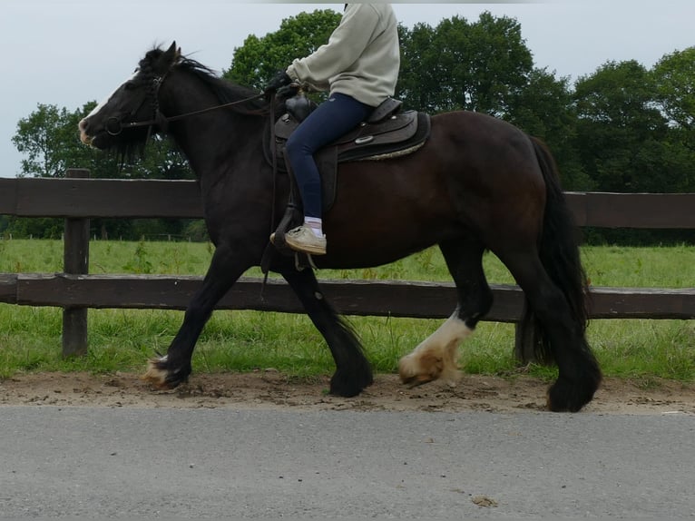 Cob Irlandese / Tinker / Gypsy Vanner Giumenta 9 Anni 143 cm Morello in Lathen