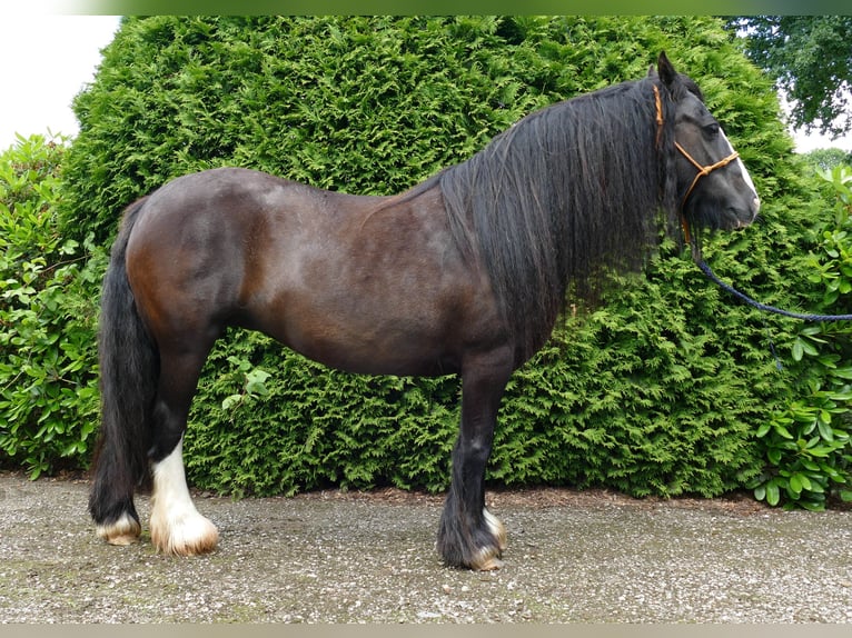 Cob Irlandese / Tinker / Gypsy Vanner Giumenta 9 Anni 143 cm Morello in Lathen