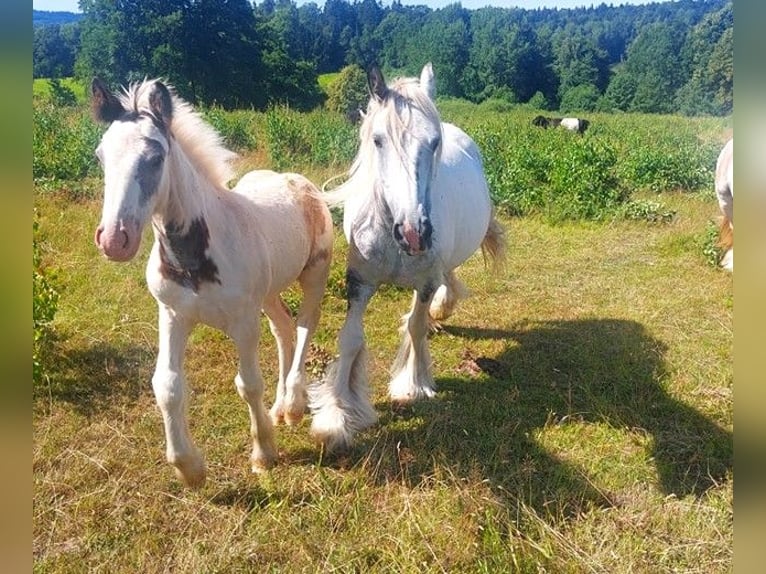 Cob Irlandese / Tinker / Gypsy Vanner Giumenta 9 Anni 145 cm Pezzato in Wlen