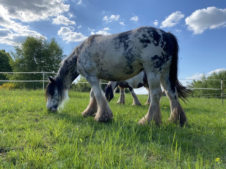 Cob Irlandese / Tinker / Gypsy Vanner Giumenta 9 Anni 145 cm Roano rosso in Krickenbach