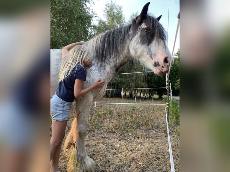 Cob Irlandese / Tinker / Gypsy Vanner Giumenta 9 Anni 145 cm Roano rosso in Krickenbach