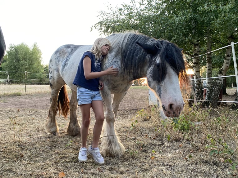 Cob Irlandese / Tinker / Gypsy Vanner Giumenta 9 Anni 145 cm Roano rosso in Krickenbach