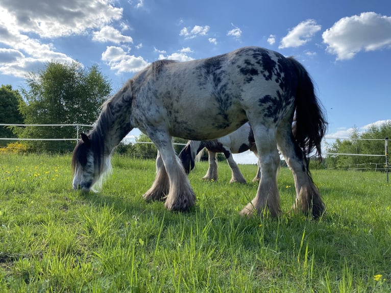 Cob Irlandese / Tinker / Gypsy Vanner Giumenta 9 Anni 145 cm Roano rosso in Krickenbach