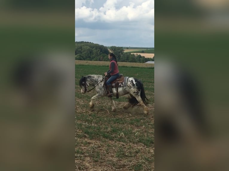 Cob Irlandese / Tinker / Gypsy Vanner Giumenta 9 Anni 145 cm Roano rosso in Krickenbach