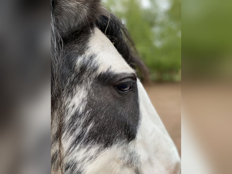 Cob Irlandese / Tinker / Gypsy Vanner Giumenta 9 Anni 145 cm Roano rosso in Krickenbach