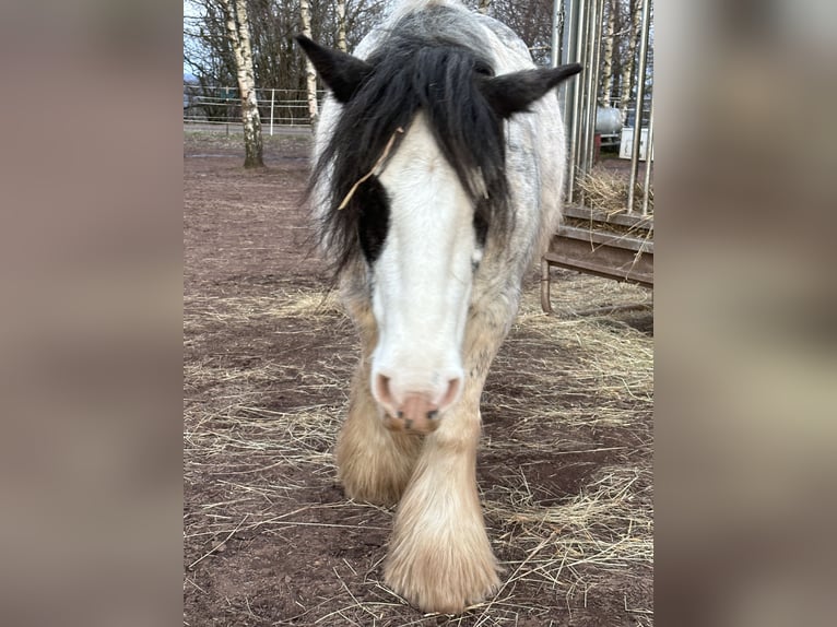 Cob Irlandese / Tinker / Gypsy Vanner Giumenta 9 Anni 145 cm Roano rosso in Krickenbach