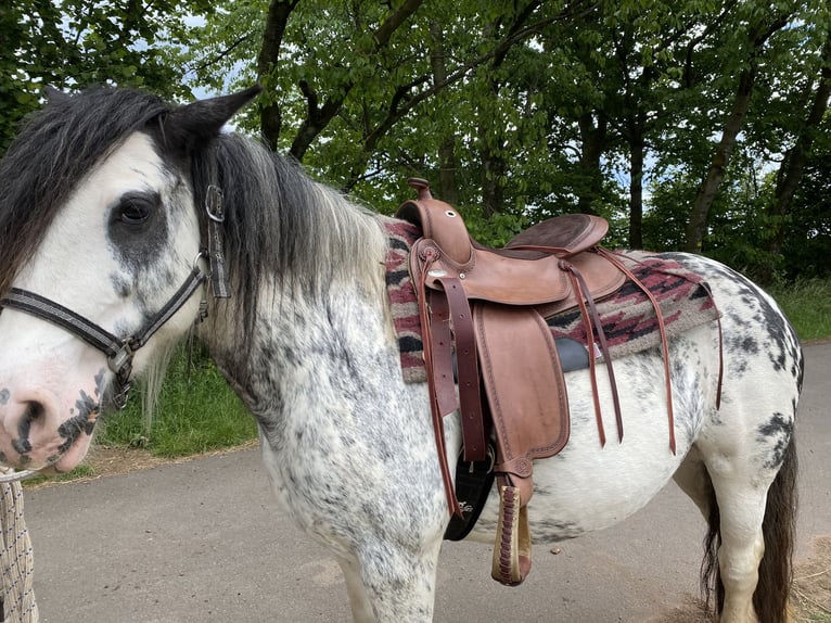 Cob Irlandese / Tinker / Gypsy Vanner Giumenta 9 Anni 145 cm Roano rosso in Krickenbach