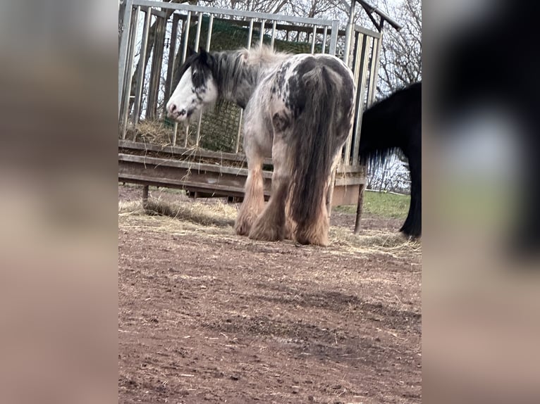 Cob Irlandese / Tinker / Gypsy Vanner Giumenta 9 Anni 145 cm Roano rosso in Krickenbach