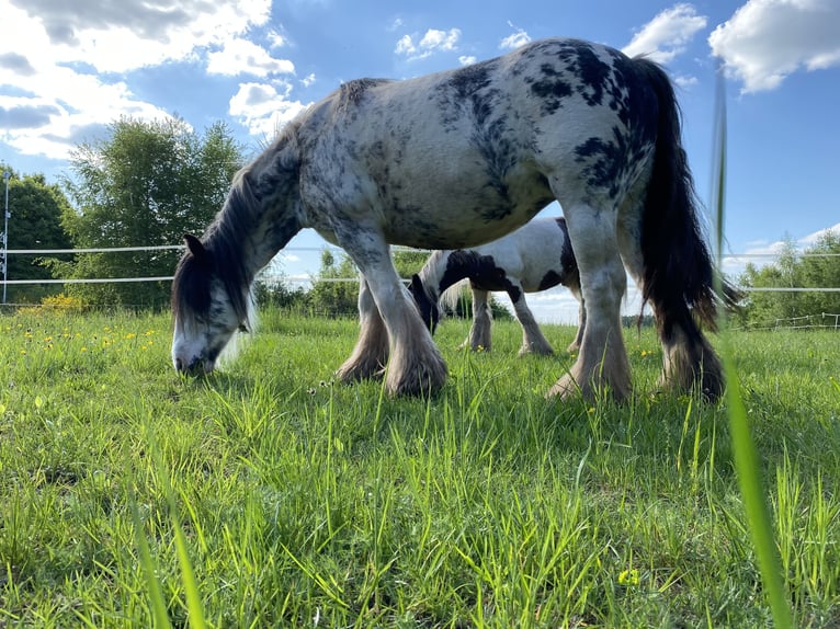 Cob Irlandese / Tinker / Gypsy Vanner Giumenta 9 Anni 145 cm Roano rosso in Krickenbach