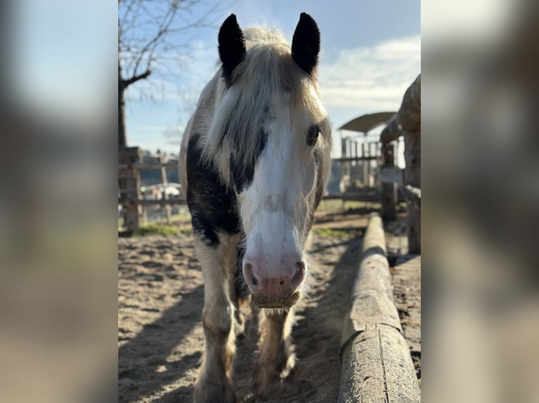 Cob Irlandese / Tinker / Gypsy Vanner Giumenta 9 Anni 150 cm Pezzato in Pichling