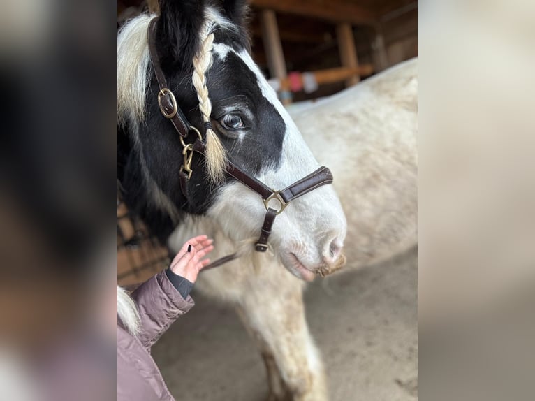 Cob Irlandese / Tinker / Gypsy Vanner Giumenta 9 Anni 150 cm Pezzato in Pichling