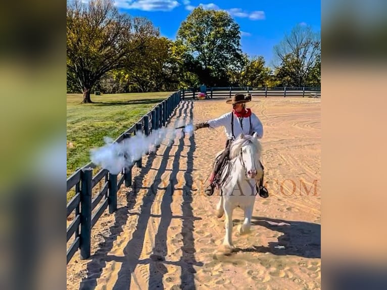 Cob Irlandese / Tinker / Gypsy Vanner Giumenta 9 Anni 157 cm Cremello in Columbia, TN