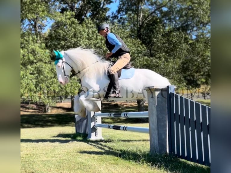 Cob Irlandese / Tinker / Gypsy Vanner Giumenta 9 Anni 157 cm Cremello in Columbia, TN