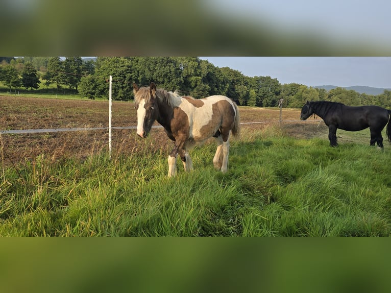 Cob Irlandese / Tinker / Gypsy Vanner Giumenta  150 cm in Schauenburg