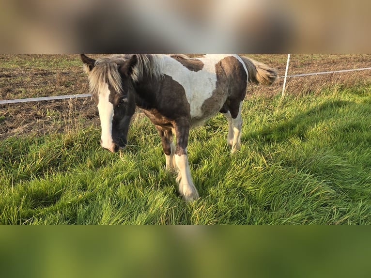 Cob Irlandese / Tinker / Gypsy Vanner Giumenta  150 cm in Schauenburg