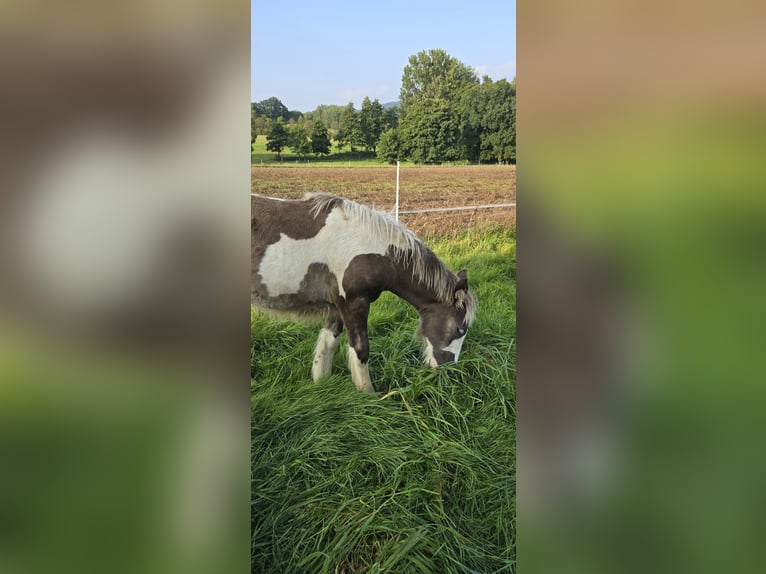 Cob Irlandese / Tinker / Gypsy Vanner Giumenta  150 cm in Schauenburg