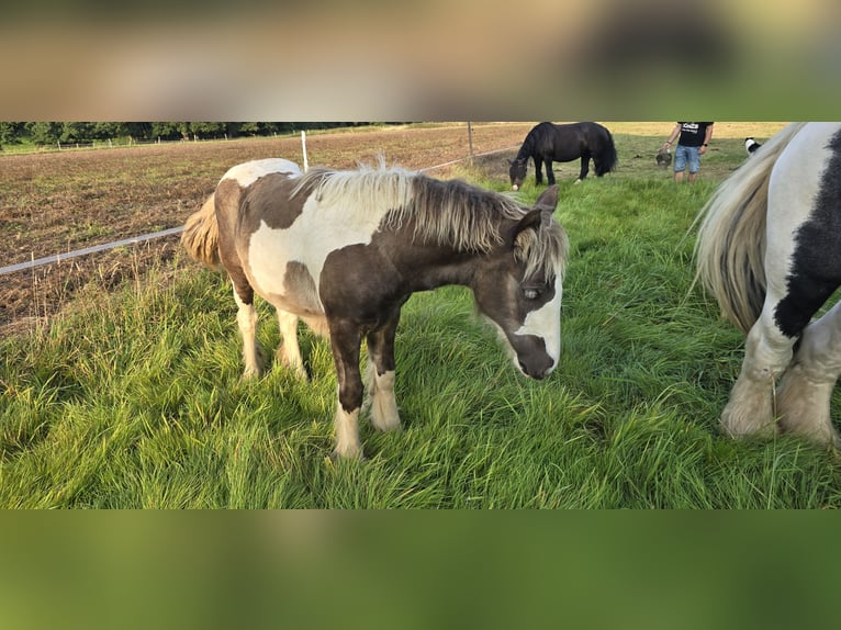 Cob Irlandese / Tinker / Gypsy Vanner Giumenta  150 cm in Schauenburg