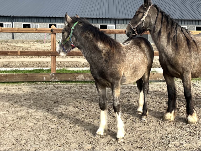 Cob Irlandese / Tinker / Gypsy Vanner Giumenta Puledri (06/2024) 150 cm Pelle di daino in Driezum