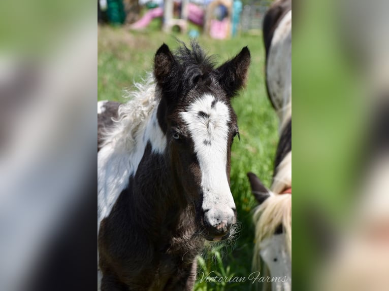 Cob Irlandese / Tinker / Gypsy Vanner Giumenta Puledri
 (05/2024) 152 cm Tobiano-tutti i colori in East Canton