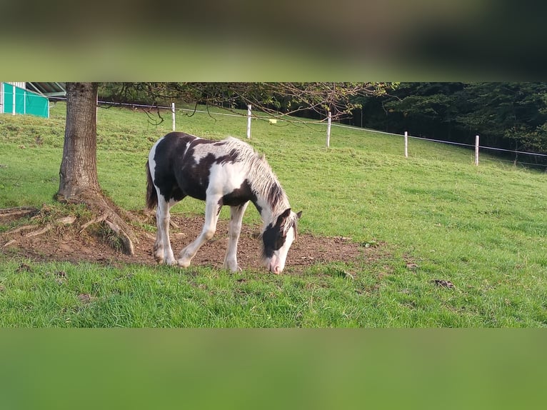 Cob Irlandese / Tinker / Gypsy Vanner Giumenta Puledri (04/2024) Pezzato in Oberstaufen