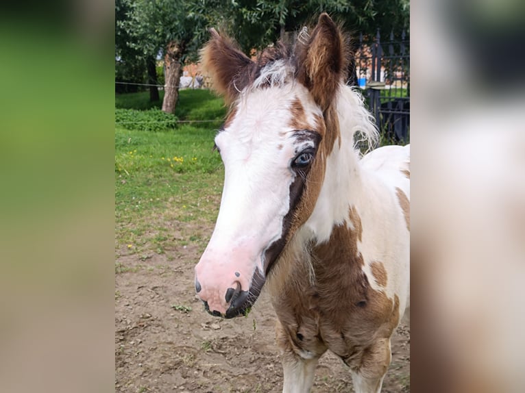 Cob Irlandese / Tinker / Gypsy Vanner Giumenta Puledri
 (05/2024) Sabino in Geetbets