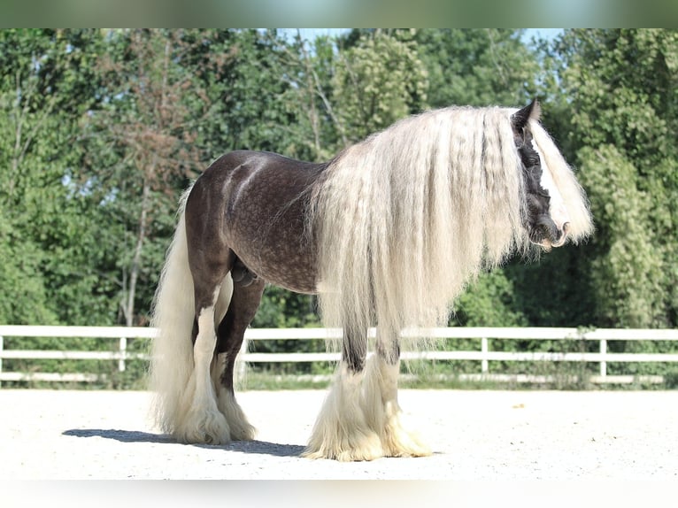 Cob Irlandese / Tinker / Gypsy Vanner Stallone 10 Anni 150 cm in MONTE SAN GIUSTO