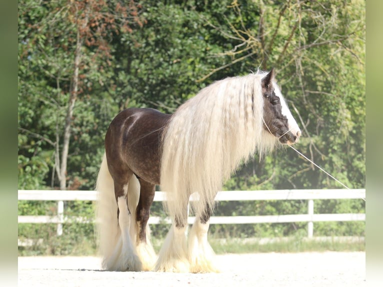 Cob Irlandese / Tinker / Gypsy Vanner Stallone 10 Anni 150 cm Morello in MONTE SAN GIUSTO