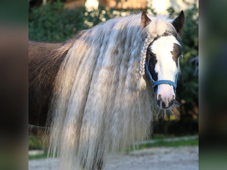 Cob Irlandese / Tinker / Gypsy Vanner Stallone 10 Anni 150 cm Morello in MONTE SAN GIUSTO