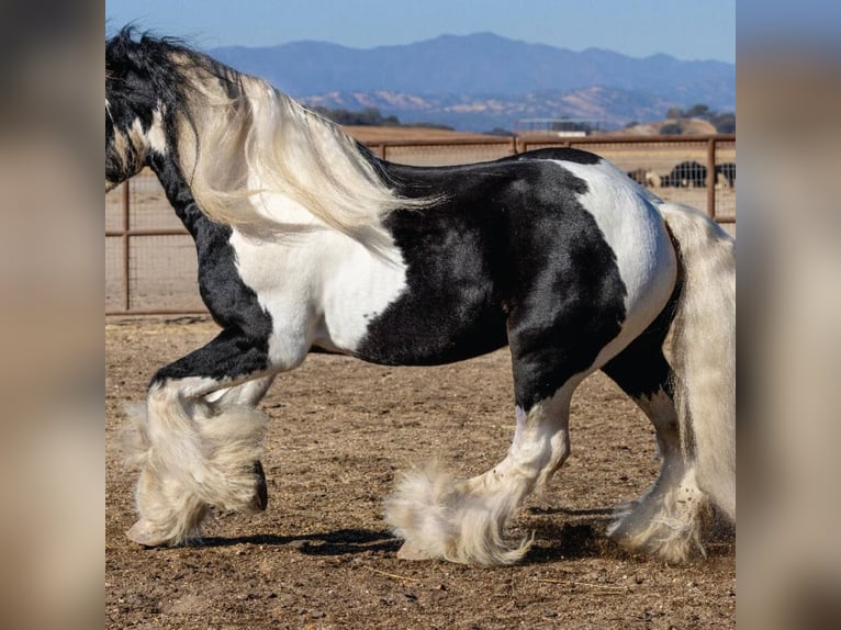 Cob Irlandese / Tinker / Gypsy Vanner Stallone 10 Anni 165 cm Pezzato in Lockwood,  California