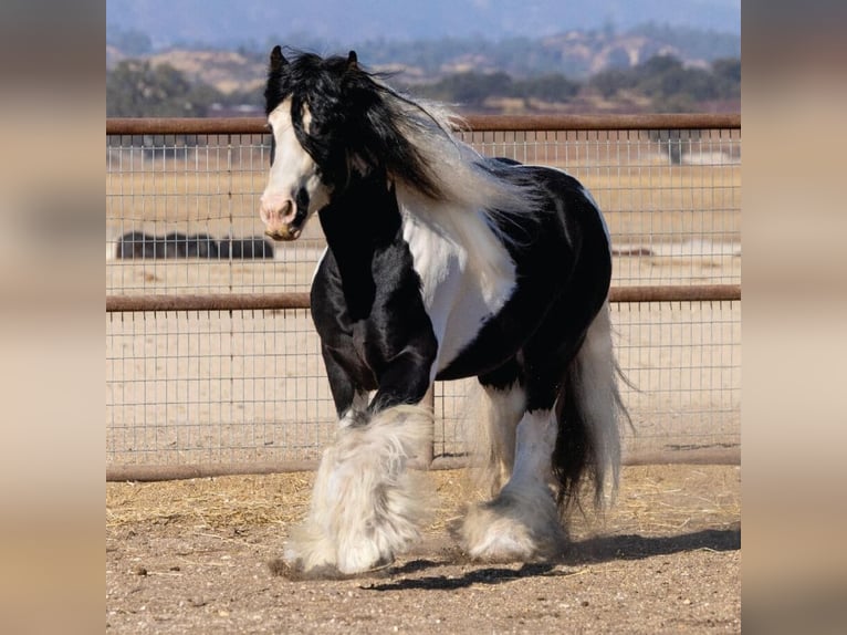 Cob Irlandese / Tinker / Gypsy Vanner Stallone 10 Anni 165 cm Pezzato in Lockwood,  California