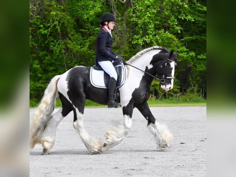 Cob Irlandese / Tinker / Gypsy Vanner Stallone 10 Anni 165 cm Pezzato in Lockwood,  California