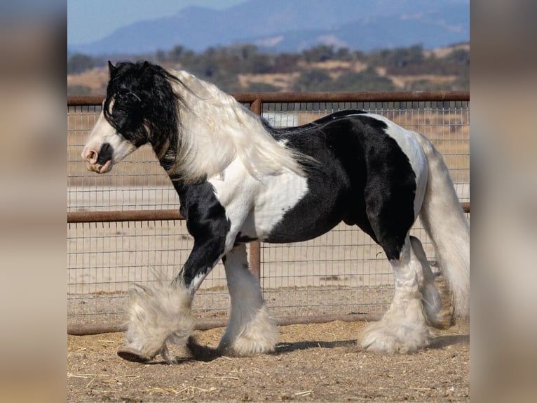 Cob Irlandese / Tinker / Gypsy Vanner Stallone 10 Anni 165 cm Pezzato in Lockwood,  California