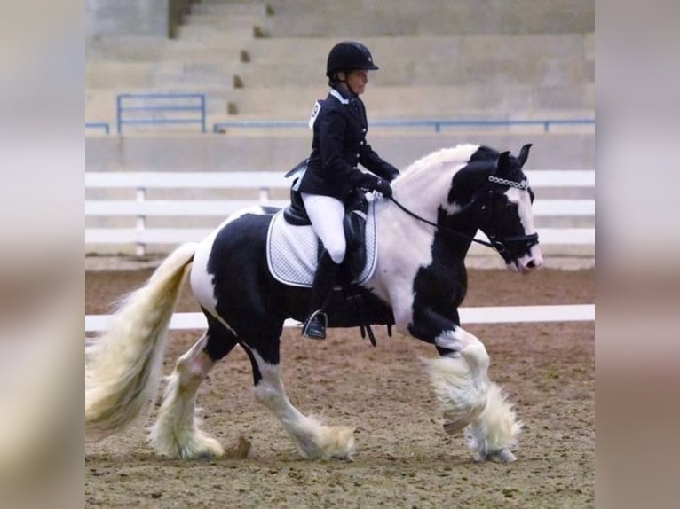 Cob Irlandese / Tinker / Gypsy Vanner Stallone 10 Anni 165 cm Pezzato in Lockwood,  California