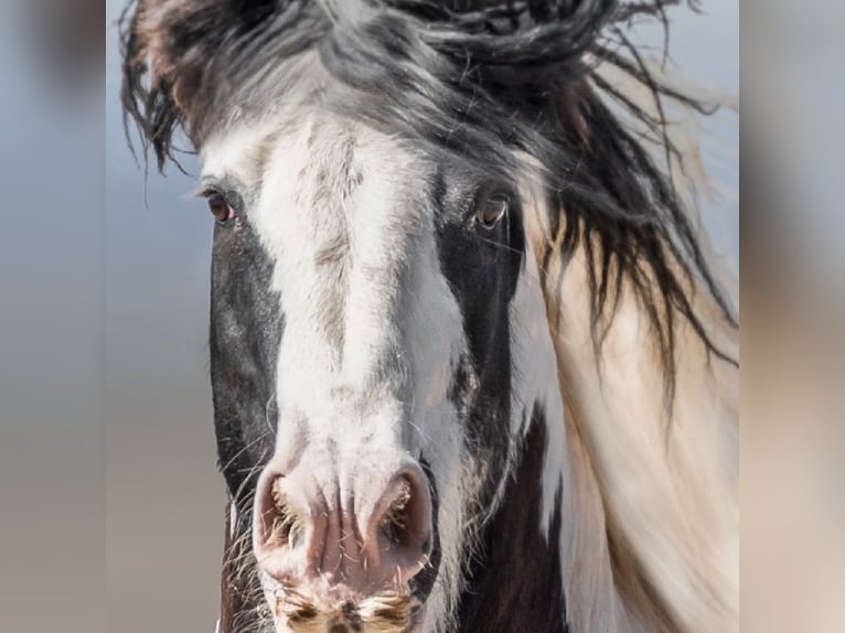 Cob Irlandese / Tinker / Gypsy Vanner Stallone 10 Anni 165 cm Pezzato in Lockwood,  California