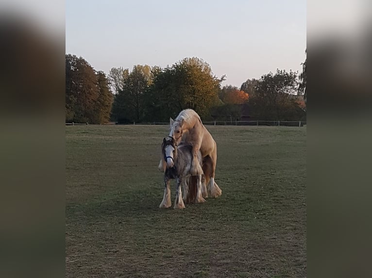 Cob Irlandese / Tinker / Gypsy Vanner Stallone 12 Anni 150 cm Palomino in Seeburg